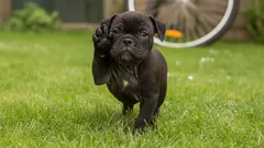 Varför lyfter en hund på frambenet?