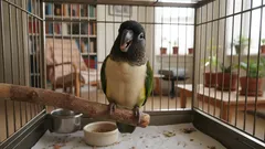 Papegojans röst avslöjar dina känslor – lär dig varför